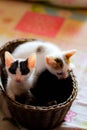 Three colored kittens in a brown wicker basket Royalty Free Stock Photo
