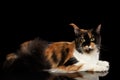 Three Colored Maine Coon Cat Lying on Mirror Isolated Black Royalty Free Stock Photo