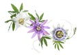 Three colored passion flower purple, white, blue, hanging isolated on white