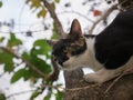 Cat Escape Another Cat up The Tree Royalty Free Stock Photo