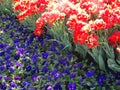 Three-colored violas and red tulips.