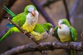 Three colorful amazon parrots sitting on a branch Royalty Free Stock Photo