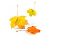 Three colorful autumn leaves of a maple tree falling down, isolated with small shadows on a white background, seasonal greeting Royalty Free Stock Photo