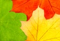 Three colorful autumn maple leaves