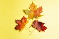 Three colorful autumn orange and red natural maple leaf isolated on white background. Top view. Royalty Free Stock Photo