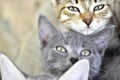 Three colorful beautiful kittens look at the camera Royalty Free Stock Photo