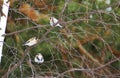 Three colorful birds, Goldfinches sitting on a tree branch in the winter in the forest Royalty Free Stock Photo