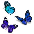 Three colorful butterfly