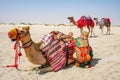 Three Colorful camels on desert