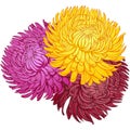Three colorful chrysanthemums