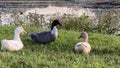 Three different ducks sitting in the grass