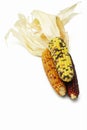 Three colorful dried Indian corns Royalty Free Stock Photo