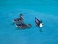 Three colorful ducks in cold water Royalty Free Stock Photo