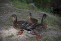 Three colorful ducks on grass Royalty Free Stock Photo