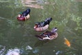 Three colorful ducks swim in an outdoor fish pond in rural Malaysia Royalty Free Stock Photo