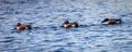 Three colorful ducks swimming quietly  on a lake Royalty Free Stock Photo