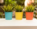 Three colorful flowerpots in the garden