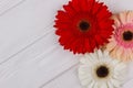 Three colorful gerber daisies. Royalty Free Stock Photo