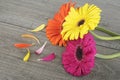 Three colorful gerbera flowers with petals on wooden table. Bright gerbera flowers. Multicolored gerbera flowers Royalty Free Stock Photo