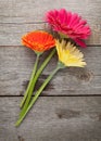 Three colorful gerbera flowers Royalty Free Stock Photo