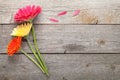 Three colorful gerbera flowers Royalty Free Stock Photo