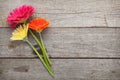 Three colorful gerbera flowers Royalty Free Stock Photo