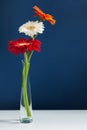 Three colorful gerberas in glass vase on white table Royalty Free Stock Photo