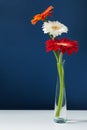 Three colorful gerberas in glass vase on white table Royalty Free Stock Photo