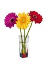 Three colorful gerberas in a vase on white background