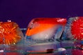 three colorful ice cubes on glass on a purple background Royalty Free Stock Photo