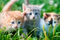 Three kittens in the grass Royalty Free Stock Photo