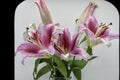 Three colorful Lillies