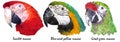 Three colorful macaw parrot`s heads visual identity in low polygon style Royalty Free Stock Photo