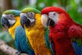 Three Colorful Macaws Perched on a Branch Royalty Free Stock Photo
