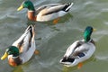 BIRDS- Close Up of Three Beautifully Reflected Mallard Ducks