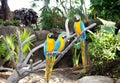 Three colorful parrots Royalty Free Stock Photo