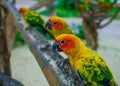 Three colorful parrots close-up on a branch eating the creals Royalty Free Stock Photo