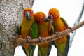 Three colorful parrots close-up on a branch trying to break free and broke the fetters