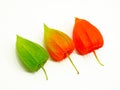 Three colorful physalis