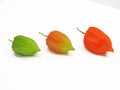 Three colorful physalis