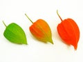 Three colorful physalis