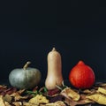 Three colorful pumpkins and autumn leaves on black background. Halloween concept. Front view. Copy space Royalty Free Stock Photo