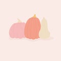 Three colorful pumpkins, isolated image on pink background Royalty Free Stock Photo