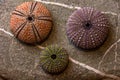 Three colorful sea urchin shells on beautiful stone Royalty Free Stock Photo