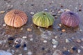 Three colorful sea urchin shells on wet sand beach Royalty Free Stock Photo