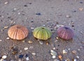 Three colorful sea urchin shells on wet sand beach Royalty Free Stock Photo