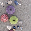 Variety of colorful sea urchins on the beach