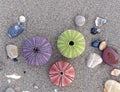 Three colorful sea urchins and some pebbles on wet sand beach