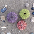 Three colorful sea urchins and some pebbles on wet sand beach Royalty Free Stock Photo