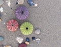 Three colorful sea urchins and some pebbles on wet sand beach Royalty Free Stock Photo